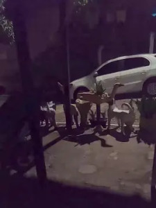 Stream this full scene of Flanjuh, 24 years old, male