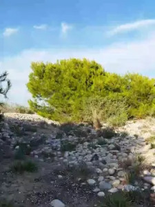 Enjoy watching the uncut scene named delfin1111, 33 years old, male