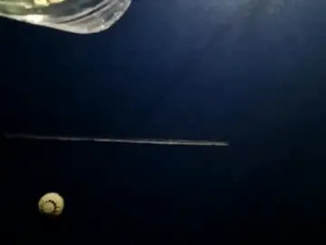 Watch this HD scene titled Jaesducks924 Cam porn model from chaturbate