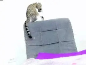 View this full scene of britanyts, trans