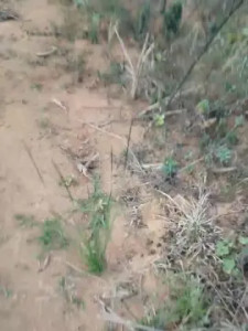 Enjoy watching the hardcore video named Daddy_capixaba, 55 years old, male